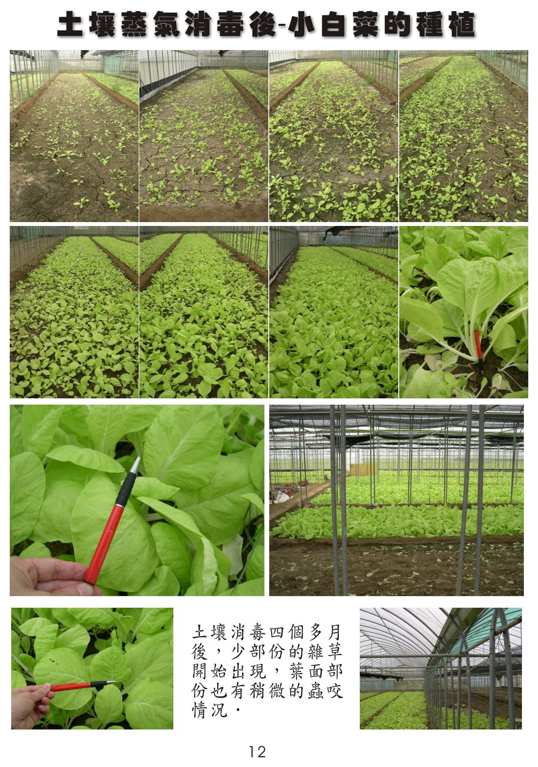 Bok choy after soil steaming