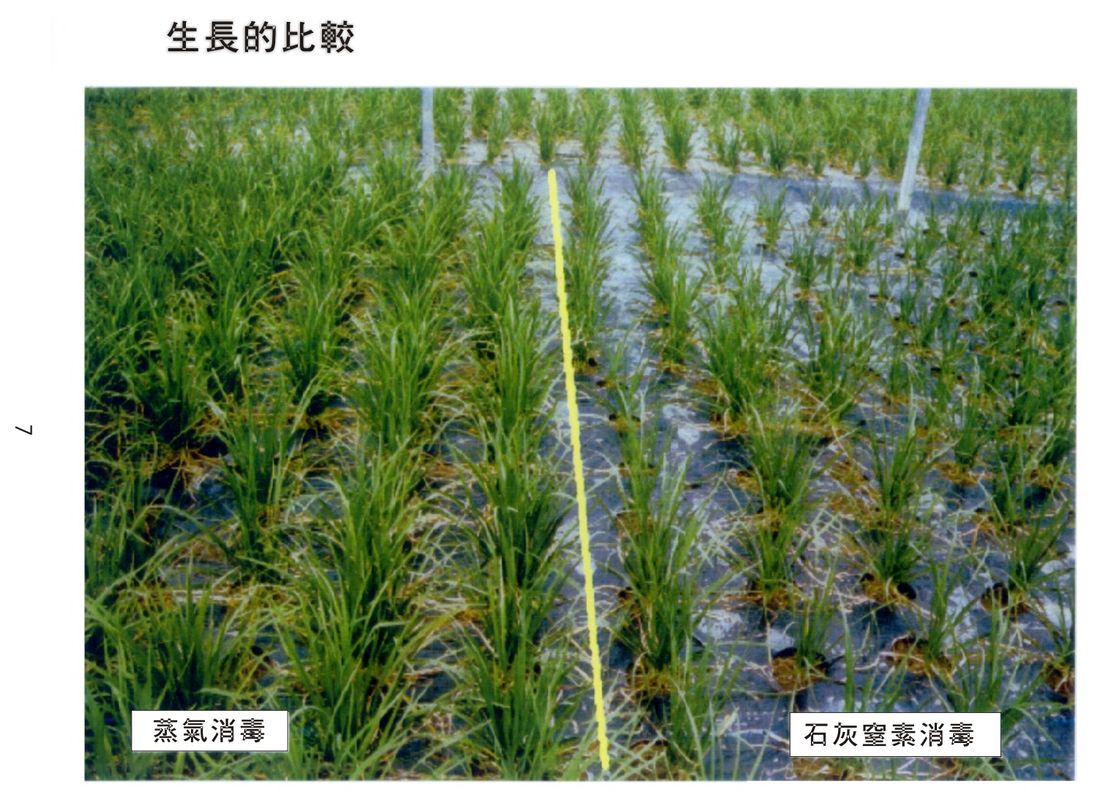 Growth: left steam, right calcium cyanamide