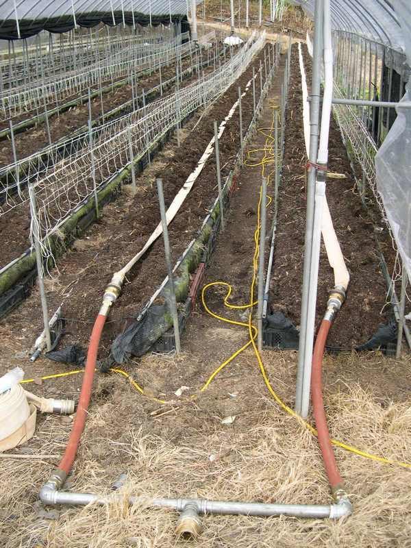 Direct steaming of growing beds (Cingjing area)