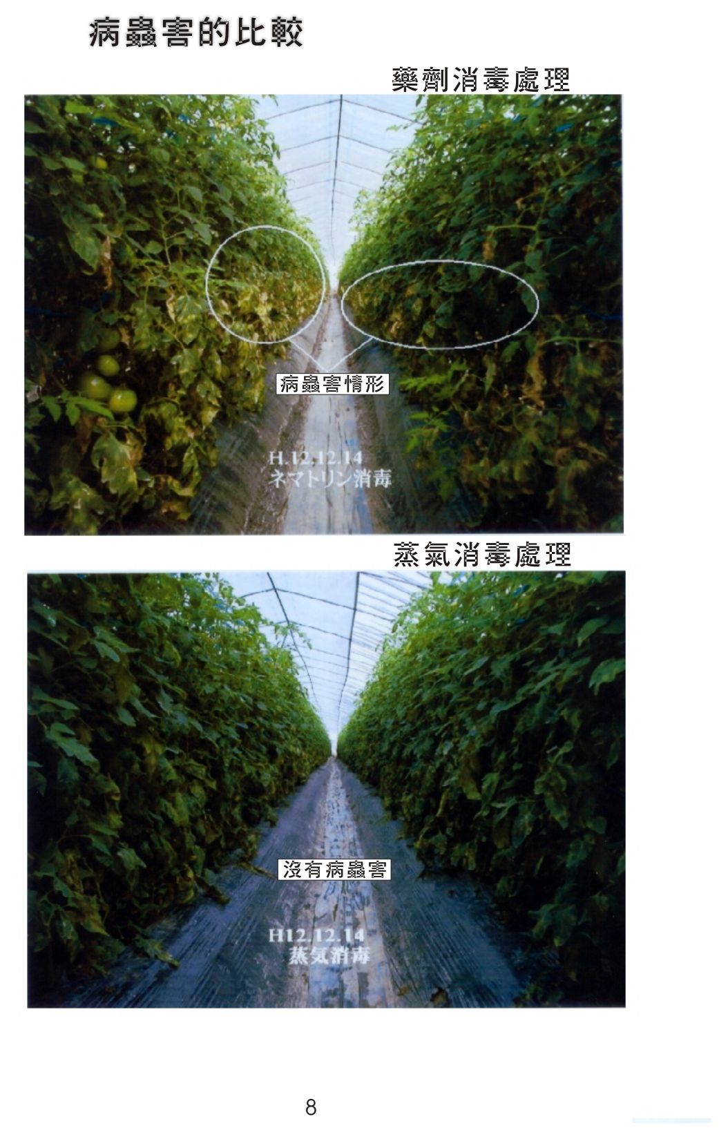 Pests and diseases: chemical plot affected, steam plot clean