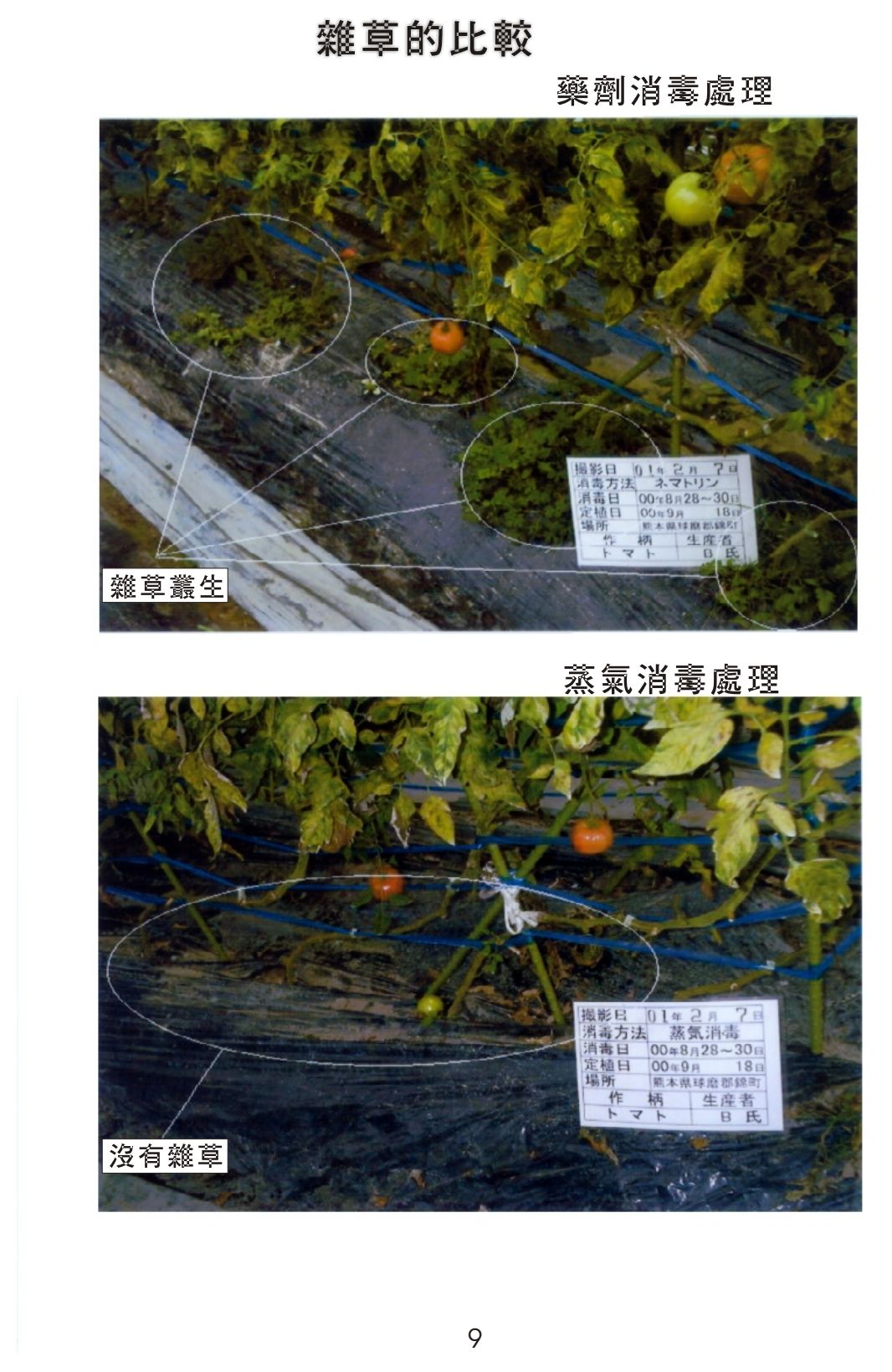 Weeds: chemical plot overgrown, steam plot weed-free
